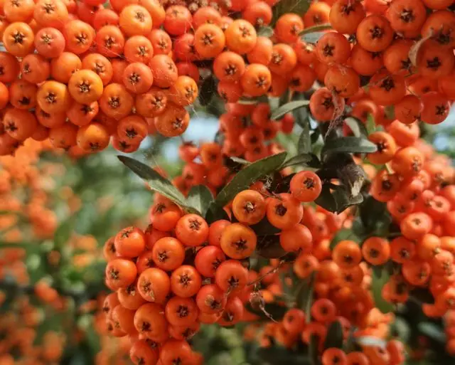 Close-up of orange pyracantha berries among green leaves.